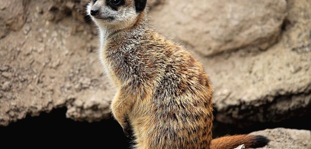 Nouveauté 2026 : Les suricates arrivent à la Réserve Exotique !