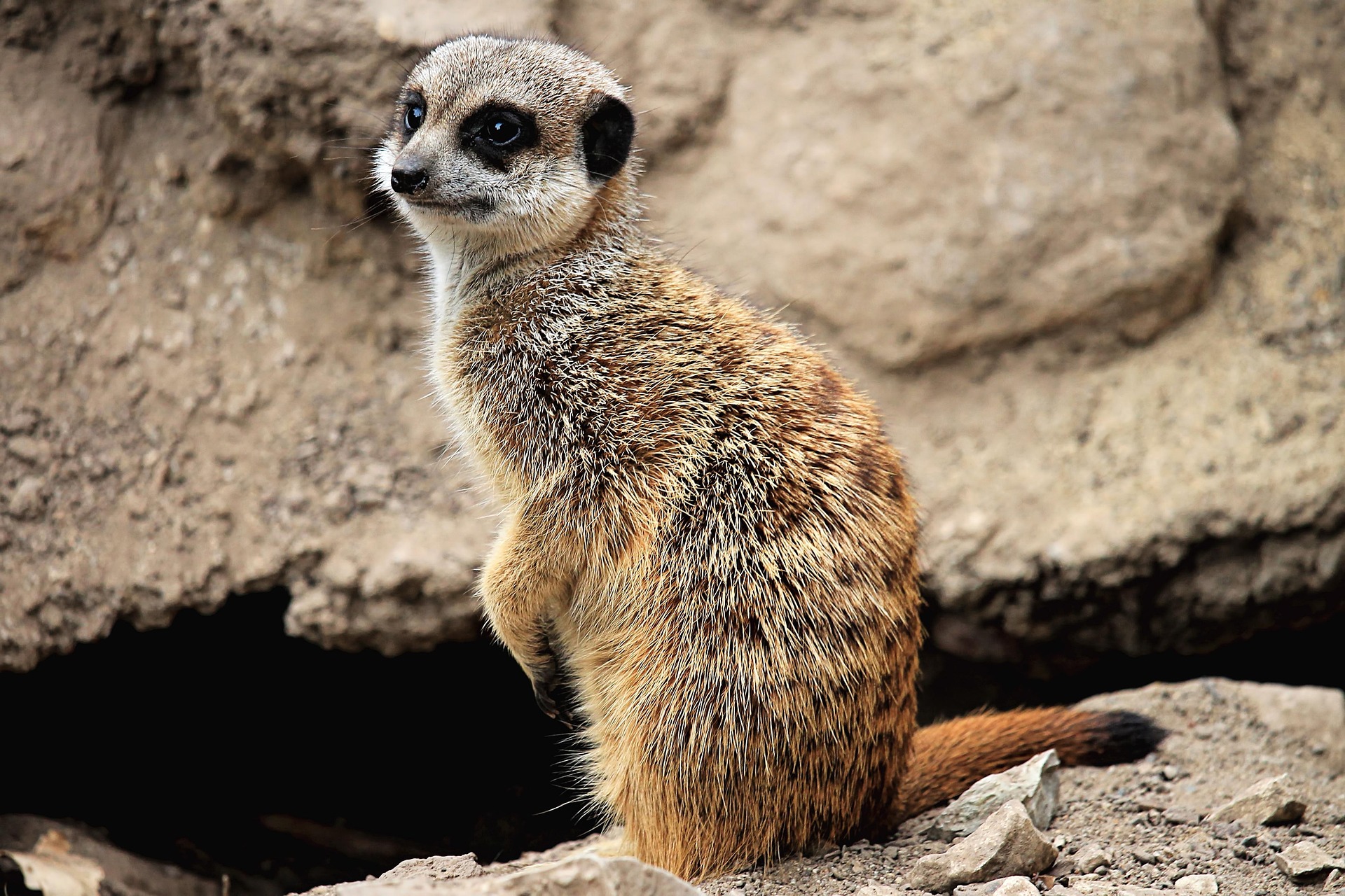 Nouveauté 2026 : Les suricates arrivent à la Réserve Exotique !
